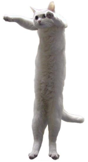 longcat_template.jpg