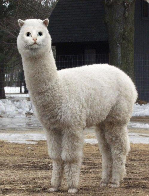 longllama.png